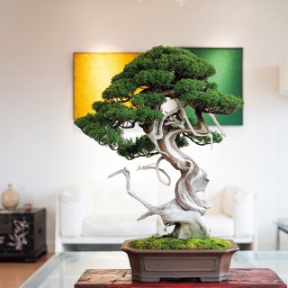 盆栽（加藤崇寿・蔓青園）