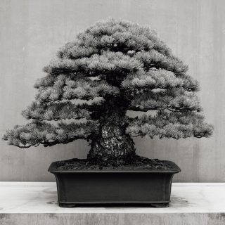 直幹型の盆栽