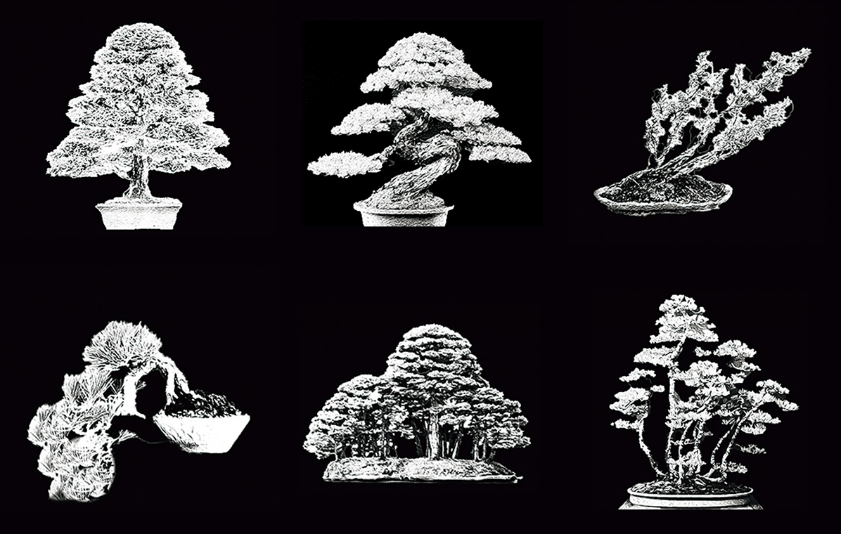 盆栽の樹形6種